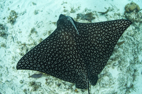 Spotted Eagle Stingray Plus Size Leggings