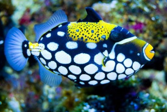 Clown Triggerfish Capris