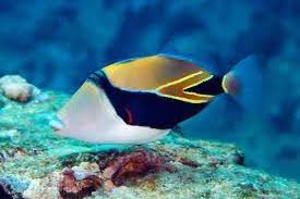 Hawaiian Triggerfish Capris